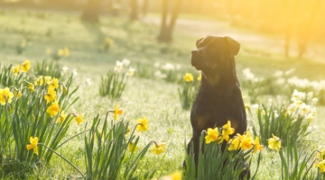 Things Your Dog Should Avoid This Easter
