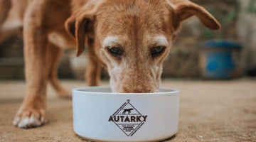 A guide to feeding your older dog