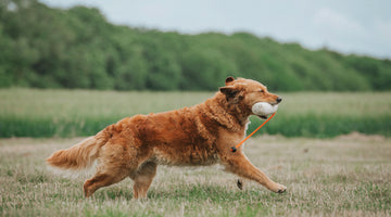 Top tips for keeping your dog’s coat healthy in winter