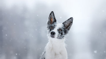 6 ways to keep your active dog happy & healthy this winter