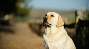 5 steps to get your overweight dog back in tip-top condition
